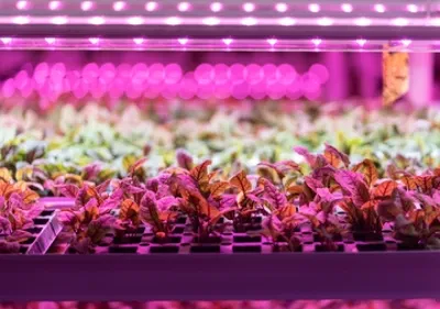 インサイト・レポート「植物工場～国内市場の現状と将来展望～」